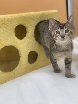 Rescue Domestic Short Hair Cats for Adoption in Chicago, Illinois - The Lorax | PetCurious