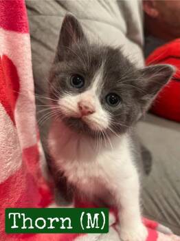 Thorne -  Domestic Short Hair Cat for Adoption in Hamilton, Ohio - Thorne | PetCurious