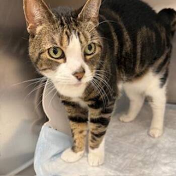 American Shorthair Cats Available for Adoption - Ellie | PetCurious