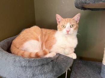 Titan -  Domestic Short Hair Cat for Adoption in St. Peters, Missouri - Titan | PetCurious