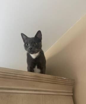 Bette -  Domestic Medium Hair Cat for Adoption - Bette | PetCurious