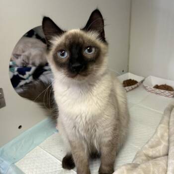IVHS-Stray-141978 -  Domestic Short Hair Cat for Adoption in San Gabriel, California - IVHS-Stray-141978 | PetCurious