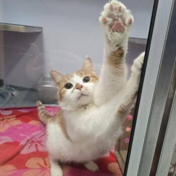 Hunter -  Domestic Short Hair Cat for Adoption in Philadelphia, Pennsylvania - Hunter | PetCurious