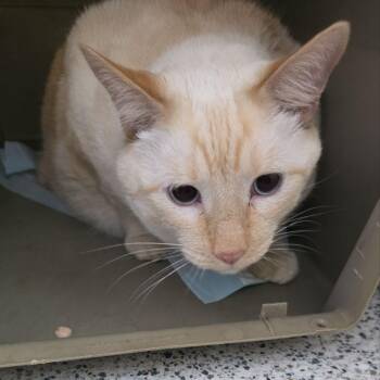 Harley -  Domestic Short Hair Cat for Adoption in Fairport, New York - Harley | PetCurious