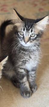 Dodo -  Domestic Medium Hair and Domestic Short Hair Cat for Adoption in Fort Worth, Texas - Dodo | PetCurious