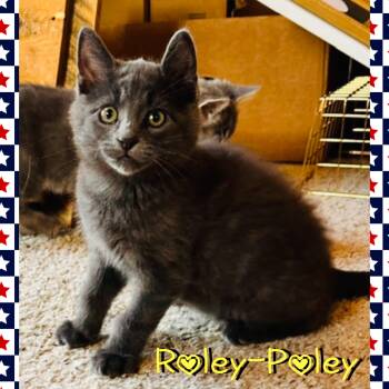 Roley Poley -  Domestic Long Hair Cat for Adoption in Red Lodge, Montana - Roley Poley | PetCurious