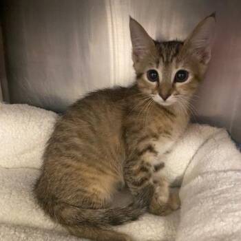 Stacie -  Domestic Short Hair Cat for Adoption in West Palm Beach, Florida - Stacie | PetCurious