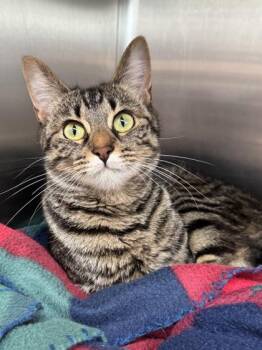 Rescue Domestic Short Hair and Tabby Cats for Adoption in Orland Hills, Illinois - Darlin | PetCurious
