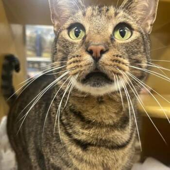 Rescue Domestic Short Hair Cats for Adoption in Carrollton, Texas - Hunter | PetCurious