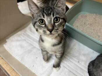 PECK -  Domestic Short Hair Cat for Adoption in Santa Fe, New Mexico - PECK | PetCurious