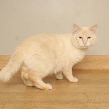 Lewis C71050 -  Siamese Cat for Adoption in Minnetonka, Minnesota - Lewis C71050 | PetCurious