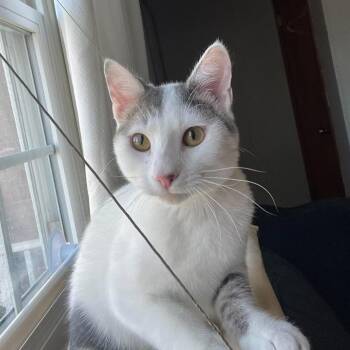 Lini ARC26 - 550 -  American Shorthair Cat for Adoption in Akron, New York - Lini ARC26 - 550 | PetCurious