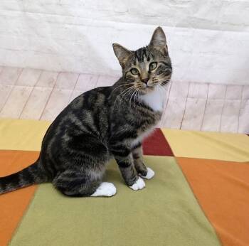 JessiCAT -  Domestic Short Hair Cat for Adoption in Red Wing, Minnesota - JessiCAT | PetCurious