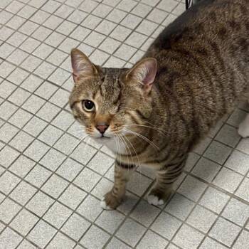 Domestic Short Hair Cats Available for Adoption in New York, New York - One Eyed Willy | PetCurious