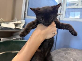MARS -  Domestic Short Hair Cat for Adoption in San Bernardino, California - MARS | PetCurious