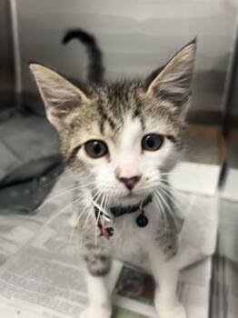 Domestic Short Hair Cats Available for Adoption - Kyle | PetCurious