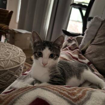 Builder -  Domestic Short Hair Cat for Adoption in Mishawaka, Indiana - Builder | PetCurious