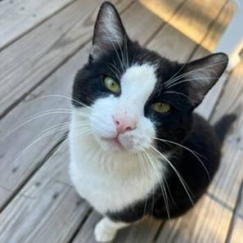 Toby -  American Shorthair Cat for Adoption - Toby | PetCurious