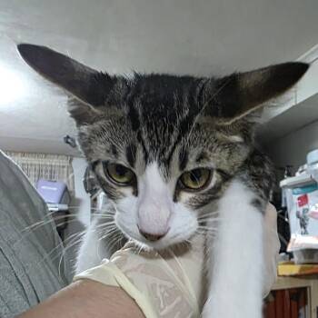 Akira -  Domestic Short Hair Cat for Adoption in Sioux Falls, South Dakota - Akira | PetCurious
