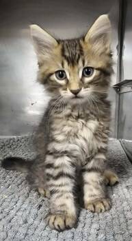 Gamma -  Domestic Medium Hair Cat for Adoption in Canon City, Colorado - Gamma | PetCurious