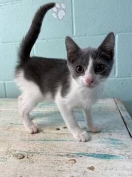Umbreon -  Domestic Short Hair Cat for Adoption in Havelock, North Carolina - Umbreon | PetCurious