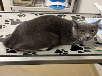 Domestic Short Hair Cats Available for Adoption in Derwood, Maryland - MICHIKO | PetCurious