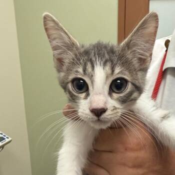 Megatron -  Domestic Short Hair Cat for Adoption in Los Angeles, California - Megatron | PetCurious