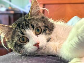 Luna -  Domestic Medium Hair Cat for Adoption in Winnipeg, Manitoba - Luna | PetCurious