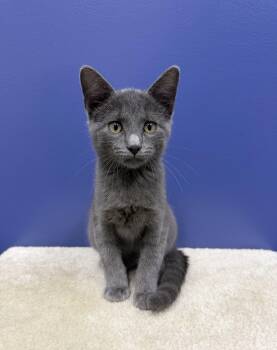 Frank -  Russian Blue and Domestic Short Hair Cat for Adoption in High Ridge, Missouri - Frank | PetCurious