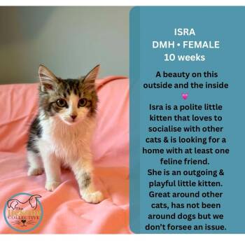 Isra -  Domestic Medium Hair Cat for Adoption in Clive, Alberta - Isra | PetCurious