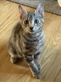 MOPSY -  Domestic Short Hair Cat for Adoption in Hagerstown, Maryland - MOPSY | PetCurious