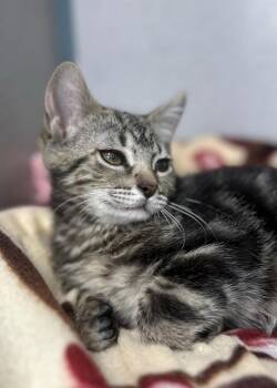 Milla Jovovich -  Domestic Short Hair Cat Available for Adoption in Montgomery, New Jersey - Milla Jovovich | PetCurious