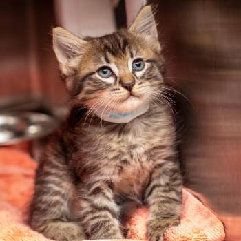 Cappuccino -  Domestic Medium Hair Cat for Adoption in Hattiesburg, Mississippi - Cappuccino | PetCurious