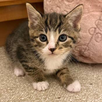 Chuckie -  Domestic Short Hair Cat for Adoption in Oak Ridge, Tennessee - Chuckie | PetCurious