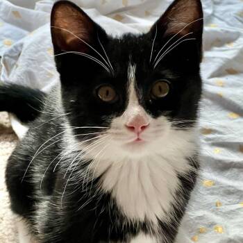 Sangria -  Domestic Short Hair Cat for Adoption in Grand Rapids, Minnesota - Sangria | PetCurious