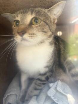 SHAW 1 -  Domestic Short Hair Cat for Adoption in Rancho Cucamonga, California - SHAW 1 | PetCurious