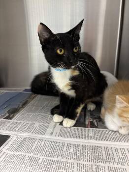 Cleopatra -  Domestic Short Hair Cat for Adoption in Washington, District Of Columbia - Cleopatra | PetCurious