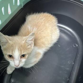 Hadley -  Domestic Short Hair Cat for Adoption in Indianapolis, Indiana - Hadley | PetCurious