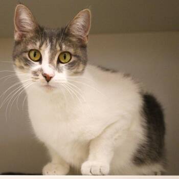 Dorotea -  Domestic Short Hair Cat for Adoption in Champaign, Illinois - Dorotea | PetCurious