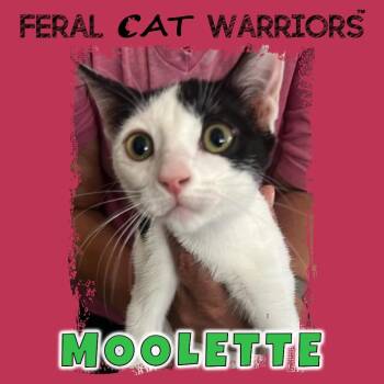 Moolette -  Domestic Short Hair Cat for Adoption in Kingman, Arizona - Moolette | PetCurious
