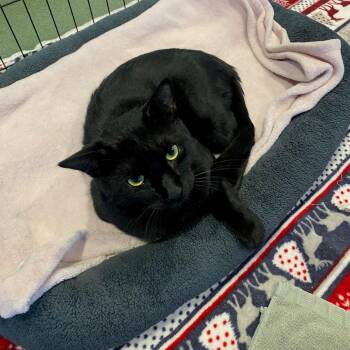 Tripp A219756 -  Domestic Short Hair Cat for Adoption in Plano, Texas - Tripp A219756 | PetCurious