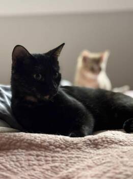 Rescue Tortoiseshell Cats for Adoption in Montreal, Quebec - Hope | PetCurious