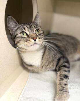 Domestic Short Hair Cats Available for Adoption - Bean | PetCurious