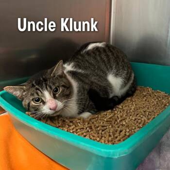 Uncle Klunk -  American Shorthair Cat for Adoption in Oak Ridge, Tennessee - Uncle Klunk | PetCurious
