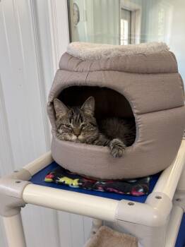 Stacy -  American Shorthair Cat for Adoption in Big Rapids, Michigan - Stacy | PetCurious