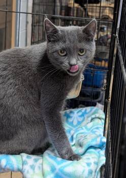 Omni (Spayed) (Photos July 17th 2026) -  Domestic Short Hair Cat for Adoption in Marietta, Ohio - Omni (Spayed) (Photos July 17th 2026) | PetCurious