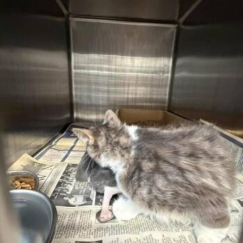 Domestic Medium Hair Cats Available for Adoption in Shinnston, West Virginia - Julianne | PetCurious