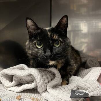 Rescue Domestic Short Hair Cats for Adoption in Harrisonburg, Virginia - Pepper | PetCurious