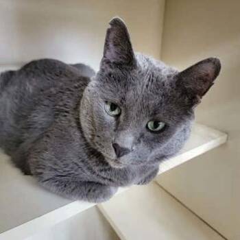 Smokey Joe -  Domestic Short Hair Cat for Adoption in Dekalb, Illinois - Smokey Joe | PetCurious