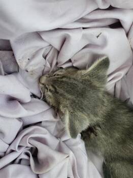 Domestic Medium Hair Cats Available for Adoption in Dallas, Texas - RUDY | PetCurious